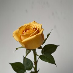 beautiful yellow rose isolated