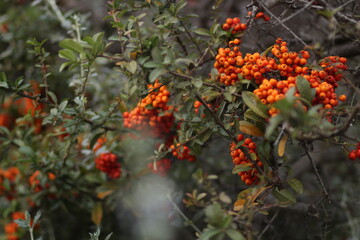 orange berries on the tree. orange berries on the tree in front of the house. The berries are illuminated by the autumn sun. they decorate the house