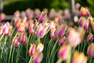 pink tulips in the garden