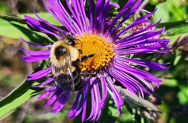 Obraz premium bee on a flower