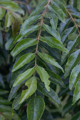 The curry leaf plant, also known as daun kari or Murraya koenigii, is a small, evergreen shrub or tree that can be a great addition to your garden