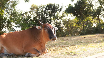 cattle in Sai Kung, one of stray animal after hong kong give up the agriculture culture in High Island Reservoir