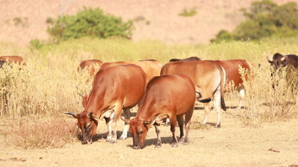cattle in Sai Kung, one of stray animal after hong kong give up the agriculture culture in High Island Reservoir
