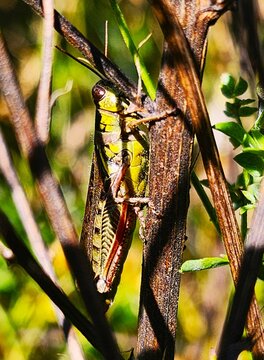 grashopper on the grass