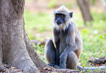long tailed macaque