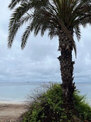 palm tree on the beach