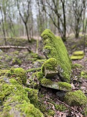 moss on the stone