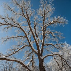 A tree with snow-covered branches under a clear blue sky.