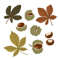 Set of Horse chestnut fruits and leaves. Chestnuts in a cracked shell with spines