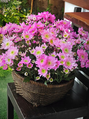 blossom pink flower in wooden basket