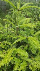 Green spruce in the forest