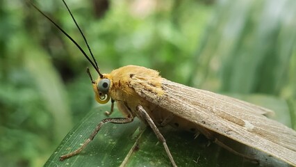 Close-up of a Yellow and Brown Moth on a Green Leaf