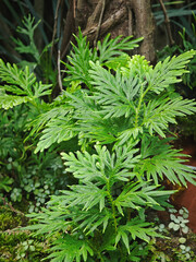 green fern in the garden