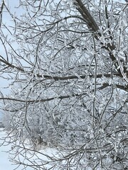 Tree branches wrapped in snow