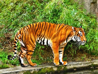 tiger by the water
