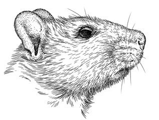 Vintage engraving isolated mouse set illustration mice ink sketch. Rat background rodent silhouette gnawer art. Black and white hand drawn image