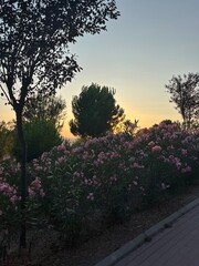 sunset in the garden