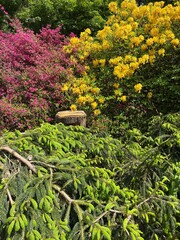 flowers in the garden