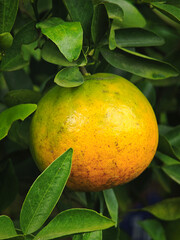 fresh orange on the tree