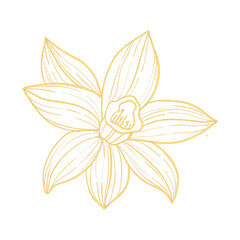 A flower with a gold outline