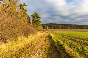 Naklejka premium A country road between a forest and a field on an autumn evening.