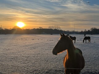 horse at sunset in the snow