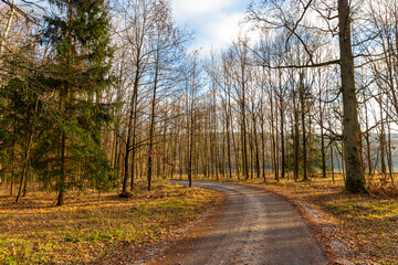 A forest road on a bright autumn evening.