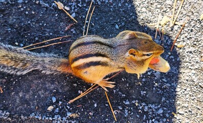 chipmunk in the park