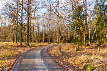 A forest road on a bright autumn evening.