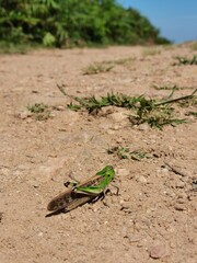 Grasshoppers on earth