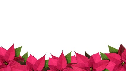 Festive Christmas banner featuring vibrant red poinsettia flowers arranged in a row, isolated on a white background, ideal for holiday decorations, seasonal designs, or greeting card visuals.