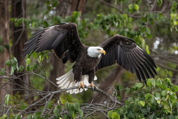 Obraz premium Bald eagle spreads wings while perched on a branch in a lush green environment