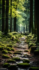 Fototapeta premium path in the woods HD 8K wallpaper Stock Photographic Image