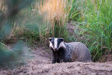 Badger near a badger sett - Drenthe, The Netherlands.