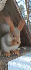 Feeding fluffy squirrels on a tree