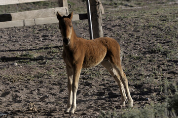 A newborn foal is trying to explore its surroundings. The foal has been separated from its mother. A lonely foal