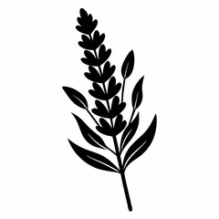 Lavender Sprig vector silhouette black design white background