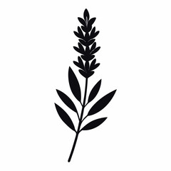 Lavender Sprig vector silhouette black design white background