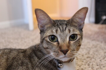 Fototapeta premium portrait of a tabby cat