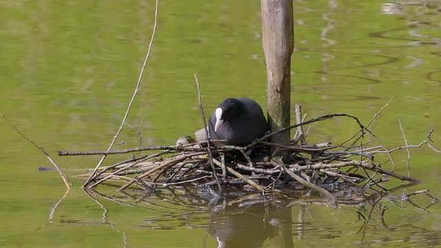 Coot on a Nest