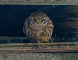 Civetta (Athene noctua)