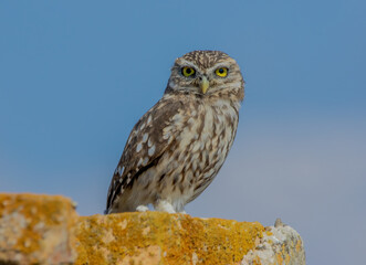 Civetta (Athene noctua)