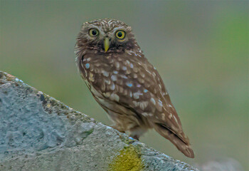 Civetta (Athene noctua)