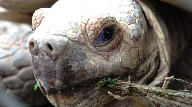 Close-up of the face of a Sulcata tortoise.