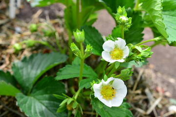 a close up of a white flower of a strawberry seedling