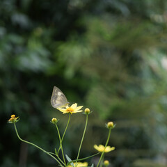Butterfly on Gaillardia yellow flower