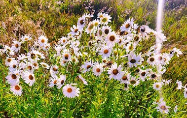 field of daisies