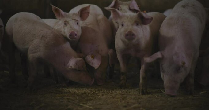 Hogs Feeding on Farm for Sustainable Meat Industry