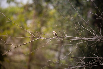An wood shrike perched on a dry bamboo 