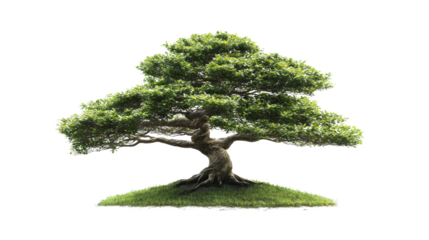Bonsai tree transparent background
